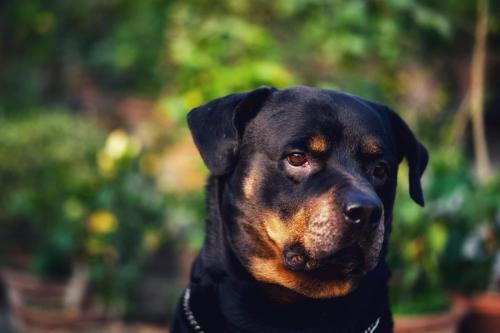 Rottweiler 1