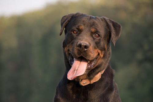 Rottweiler 102