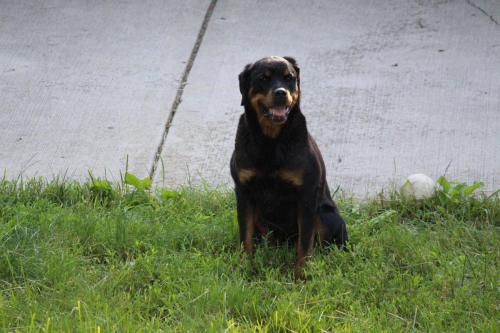 Rottweiler 103