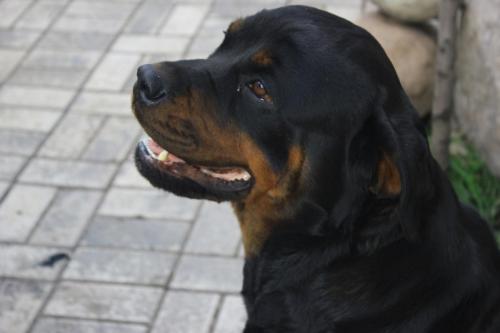 Rottweiler 106