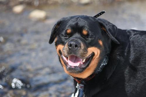 Rottweiler 108