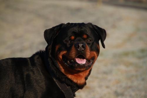Rottweiler 109