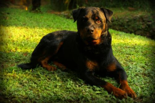 Rottweiler 11