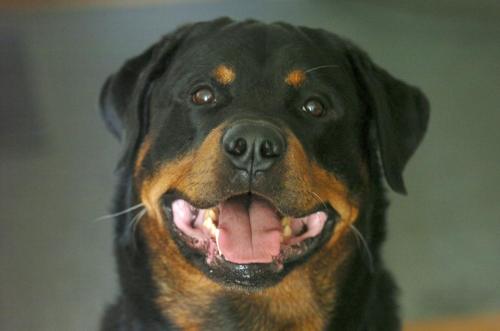 Rottweiler 110
