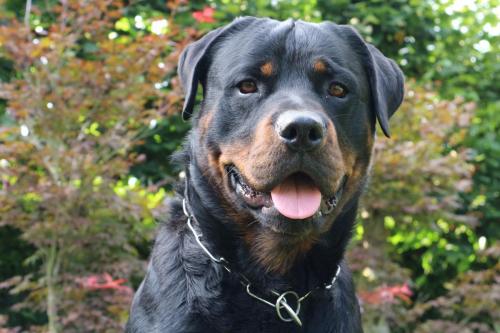 Rottweiler 112