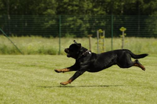 Rottweiler 113