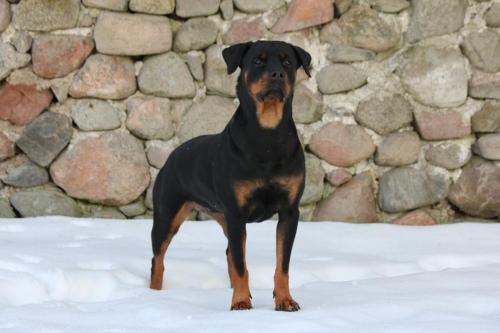 Rottweiler 114
