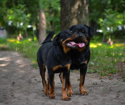 Rottweiler 117
