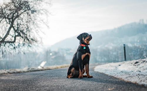 Rottweiler 118
