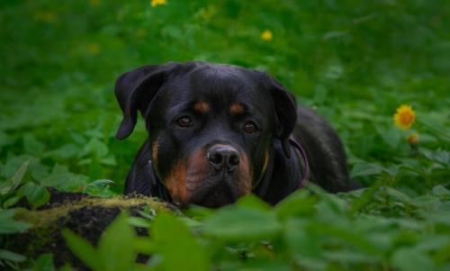 Rottweiler 119