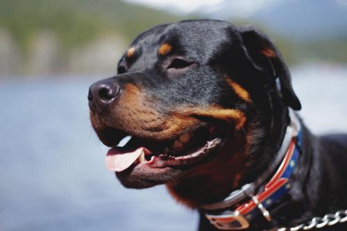 Rottweiler 129