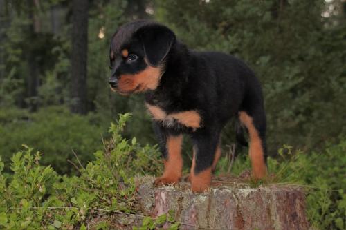 Rottweiler 13