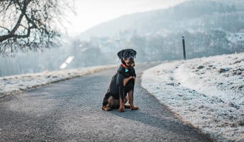 Rottweiler 130