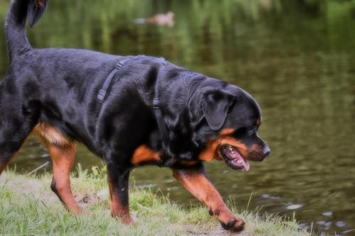 Rottweiler 15