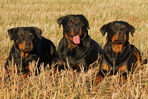 Rottweiler 17