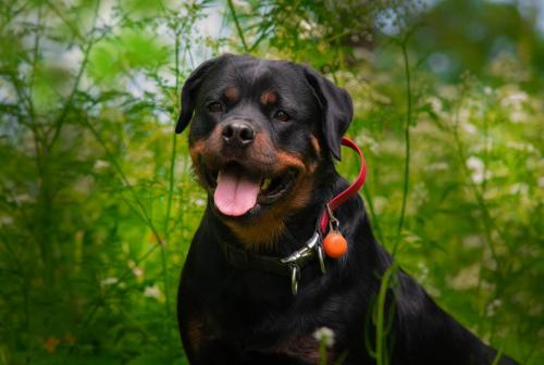 Rottweiler 19