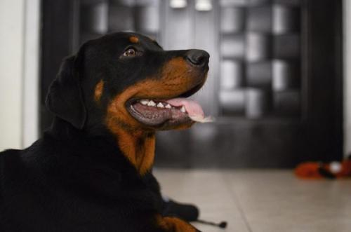 Rottweiler 2