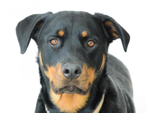 Rottweiler 22