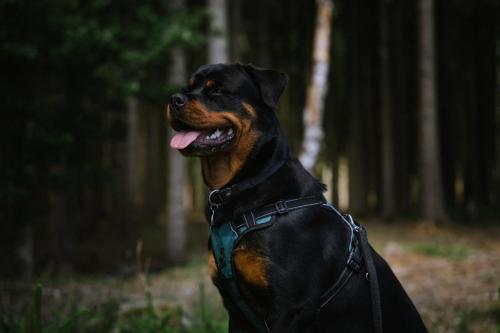 Rottweiler 23