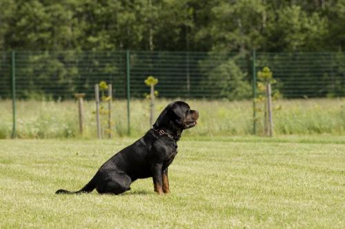 Rottweiler 24