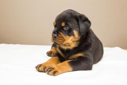 Rottweiler 28