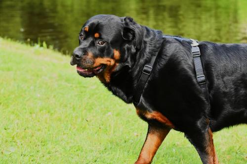 Rottweiler 29