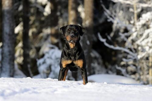 Rottweiler 30