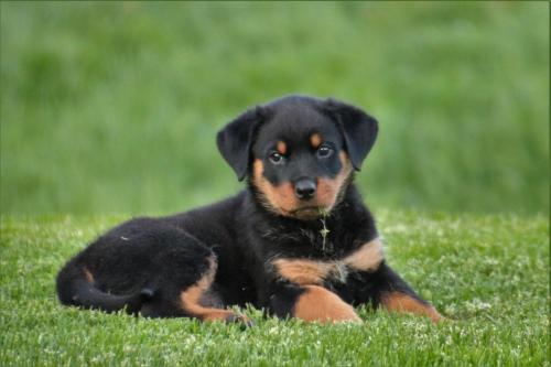 Rottweiler 31