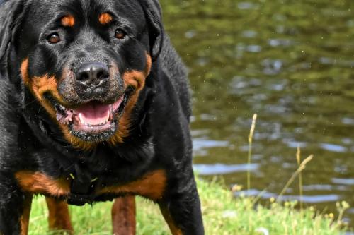 Rottweiler 34