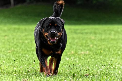 Rottweiler 38