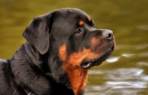 Rottweiler 45