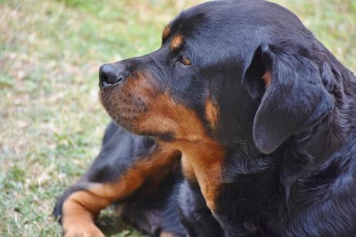 Rottweiler 46