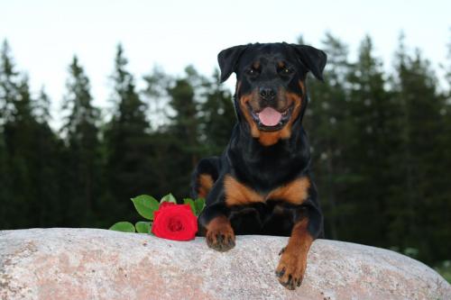 Rottweiler 47