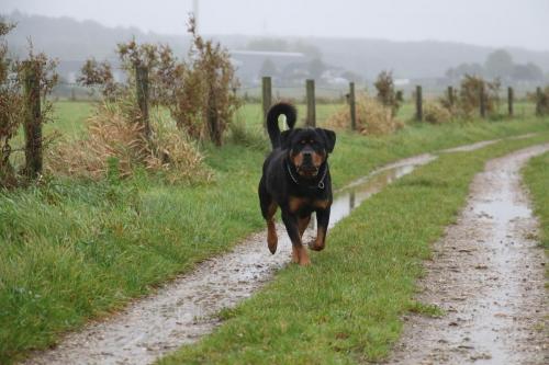 Rottweiler 48