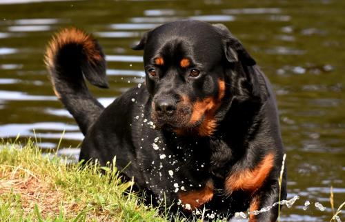 Rottweiler 49