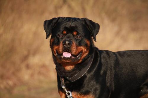 Rottweiler 52