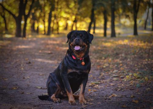 Rottweiler 55