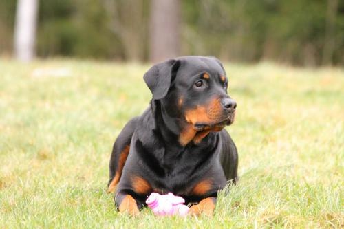 Rottweiler 56