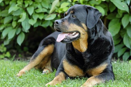 Rottweiler 57