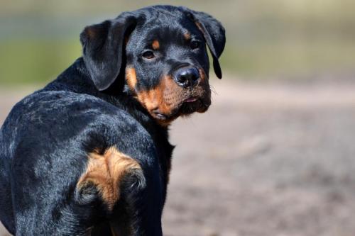 Rottweiler 68
