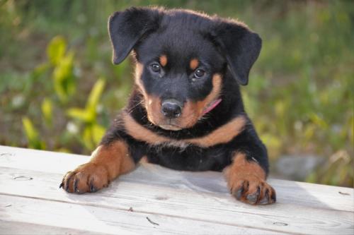 Rottweiler 7