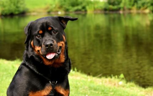 Rottweiler 74