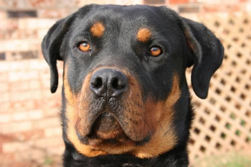 Rottweiler 89