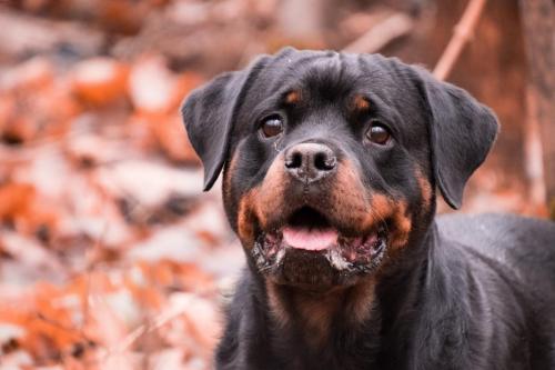 Rottweiler 90
